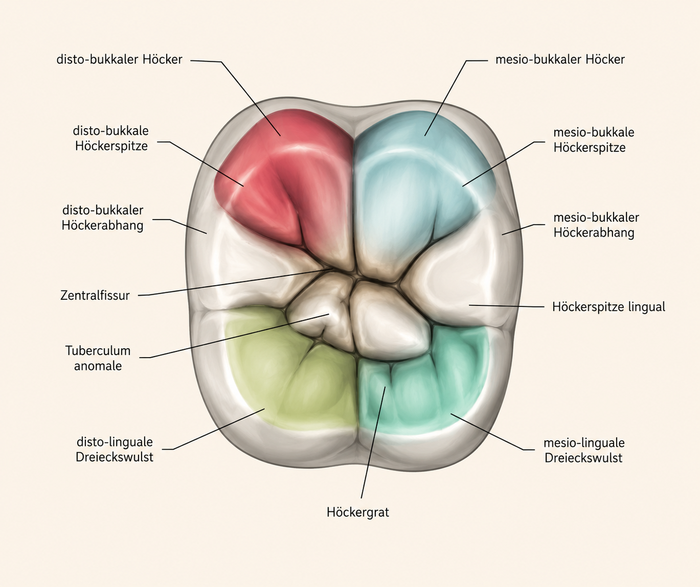 Schaubild zur Molarenkrone