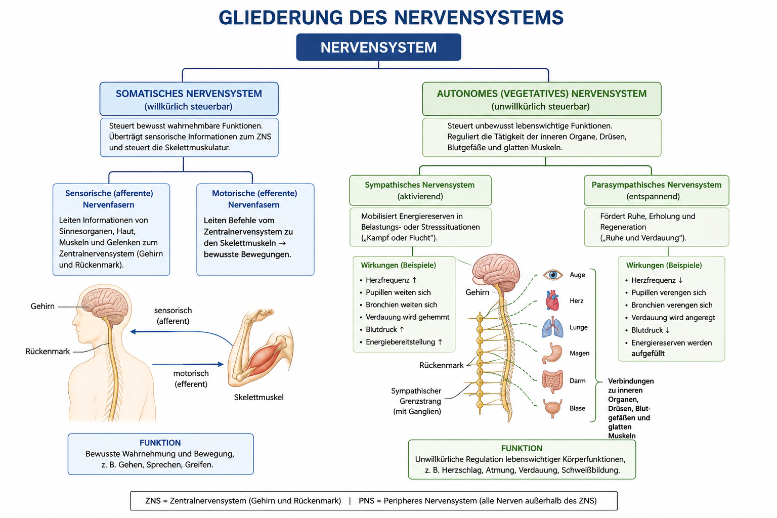 Somatisches und autonomes Nervensystem